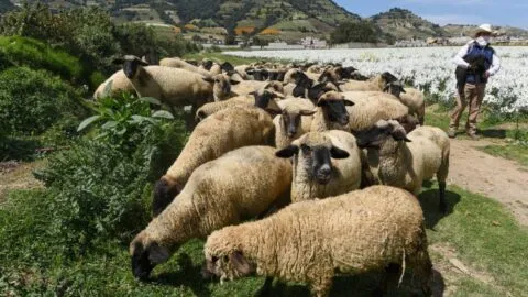 Atraco rural: amarran a pastor y le roban 38 borregos en Hueyotlipan, Tlaxcala