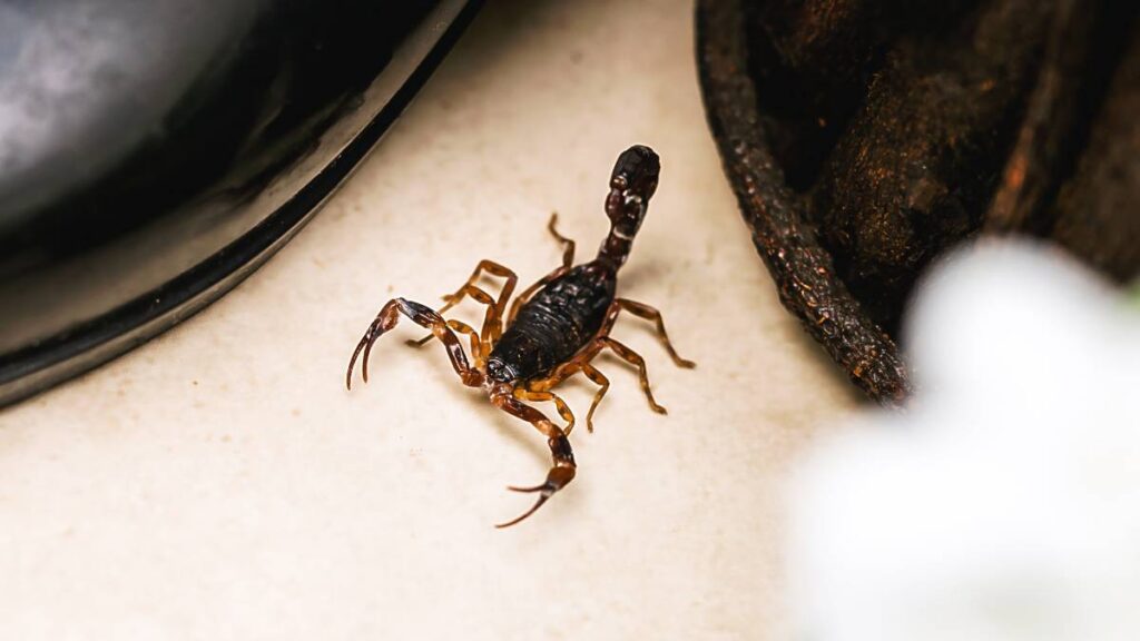 Los alacranes buscan refugio en hogares durante el calor
