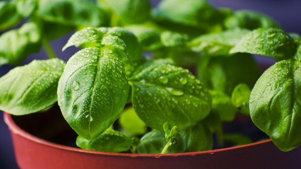 Albahaca, una plata ideal para alejar cucarachas