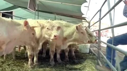 Alerta sanitaria en Durango: detectan tuberculosis bovina y brucelosis en campos menonitas