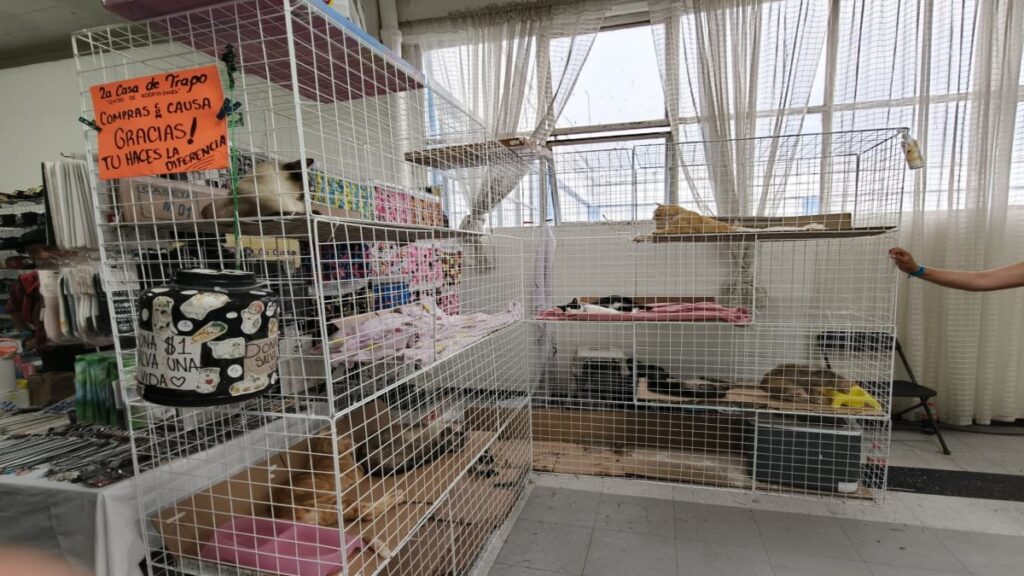GATOS ADOPCION