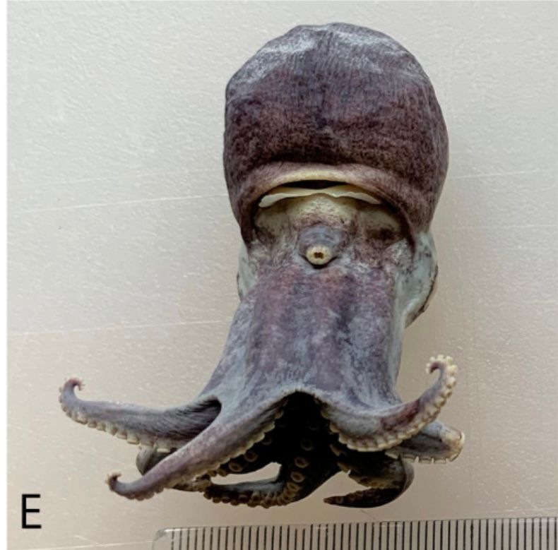 pulpo