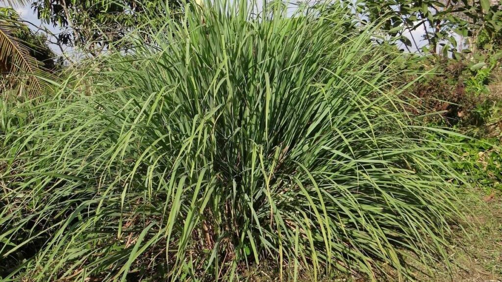 Citronela, una planta ideal para ahuyentar plagas