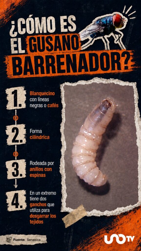 GUSANO BARRENADOR CÓMO ES