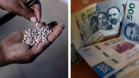 Hasta 24 mil pesos de apoyo para beneficiarios de Producción para el Bienestar 2026