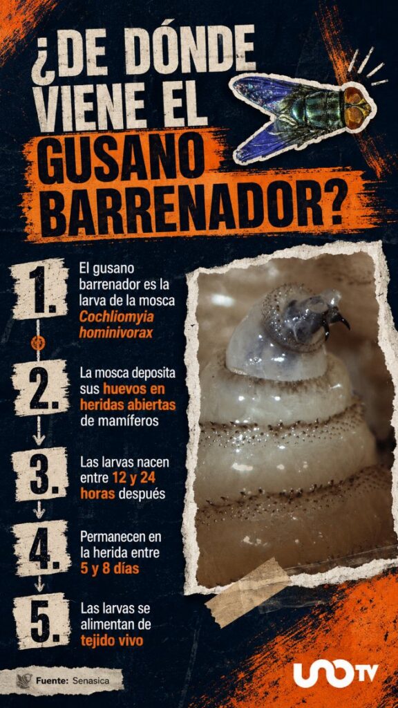 ¿De dónde viene el gusano barrenador? INFOGRAFÍA