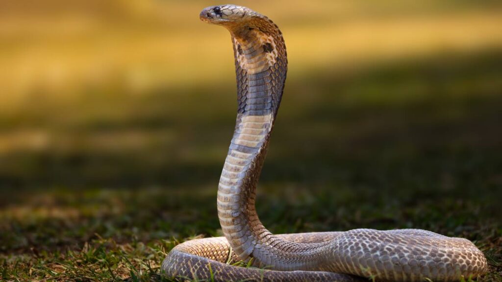 La cobra fue sacada por los encargados del hotel