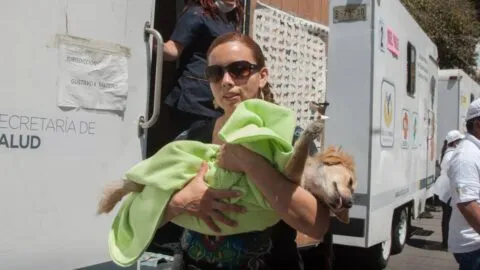 Vacunas y esterilizaciones gratis para perros y gatos en CDMX: fecha y requisitos