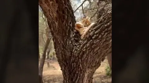 Localizan fosas clandestinas con restos humanos calcinados en Fresnillo, Zacatecas