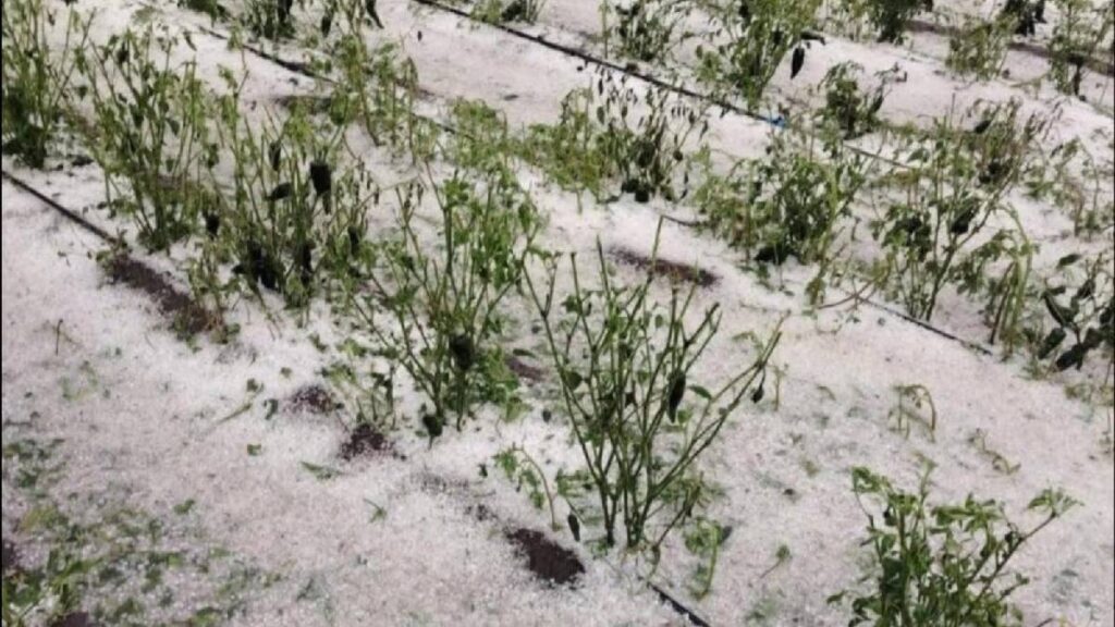 granizadas-devastan-cultivos-en-puebla-mas-de-230-hectareas-quedaron-danadas
