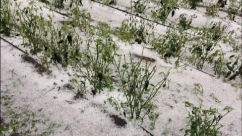 Granizadas devastan cultivos en Puebla; más de 230 hectáreas quedaron dañadas