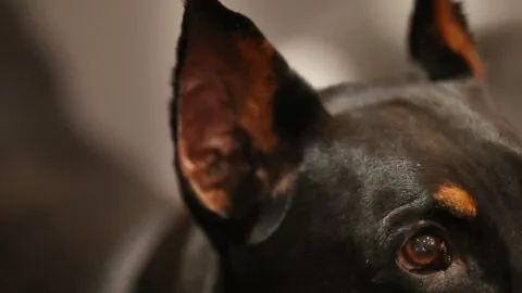 Gusano barrenador en perro de CDMX: síntomas en mascotas y medidas para protegerlas