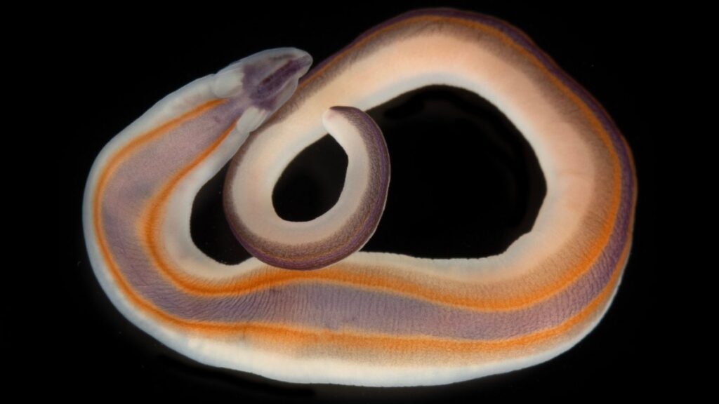 Gusano cinta descubierto en las profundidades del mar.