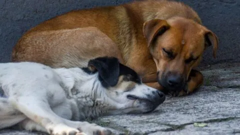 Gusano barrenador en perros pone en alerta a 11 municipios del Edomex