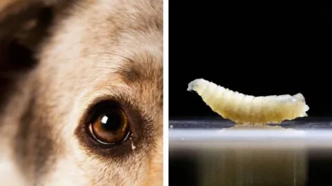 Detectan caso de gusano barrenador en un perro en CDMX; activan protocolo sanitario