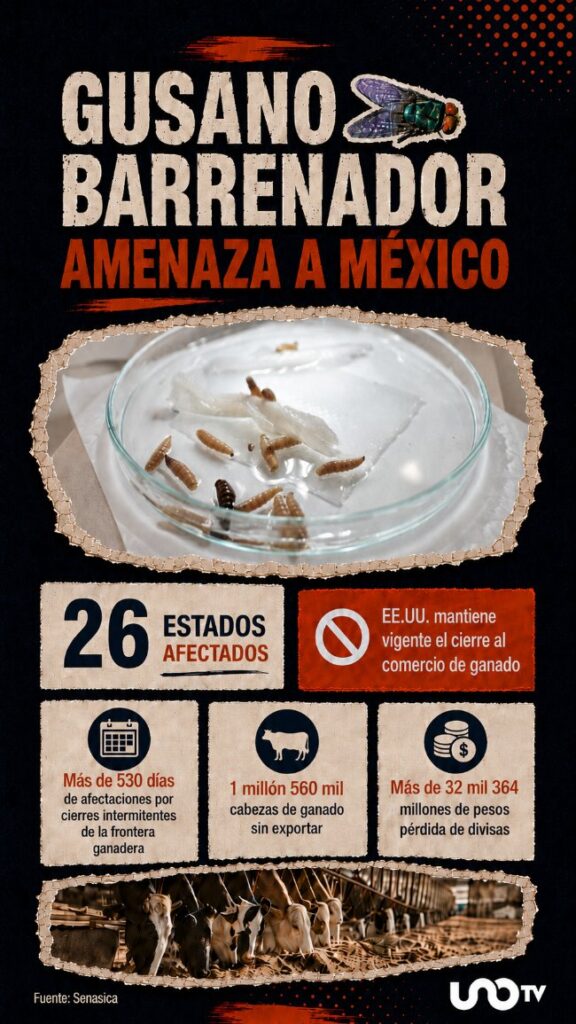 infografía gusano barrenador