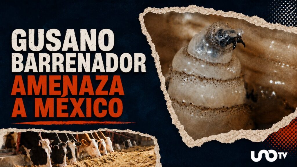 La emergencia del gusano barrenador en México; comercio paralizado, pérdidas millonarias y transmisión a humanos