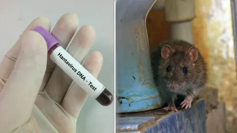 México también tiene hantavirus pero no contagia al humano: Alejandro Macías