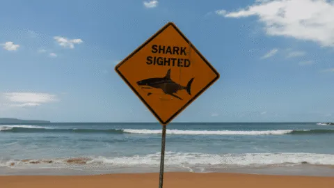 Hombre fallece tras ataque de tiburón en Australia; autoridades elevan vigilancia