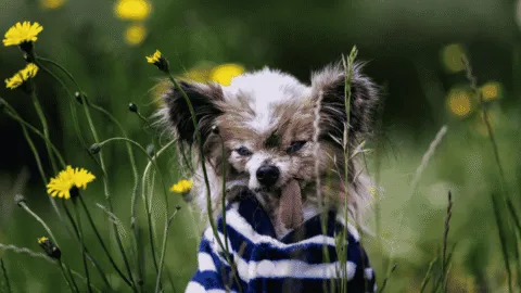 Lazare, el perrito más viejo del mundo, fallece a sus 30 años