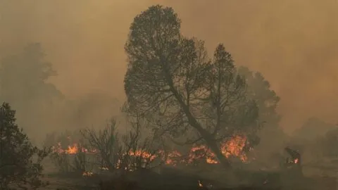 Incendios forestales en México se disparan 186.36% en dos semanas