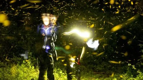 ¡No te lo pierdas! Arranca la Temporada de Luciérnagas 2026 en Tlaxcala: fechas, costos, sedes y todo lo que debes saber