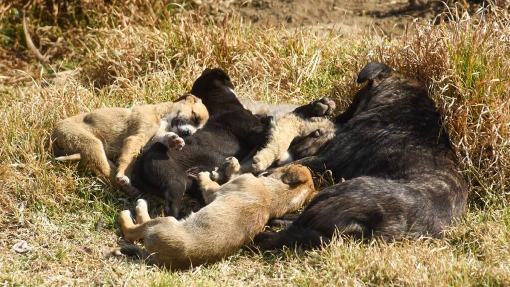 Edomex aplica arrestos y sanciones económicas por maltrato animal.