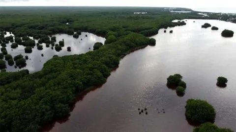 Manglares de Yucatán "huyen" del mar por el cambio climático