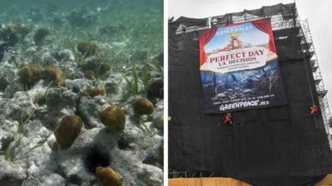 Más de 4.1 millones firman contra megaparque acuático en Mahahual