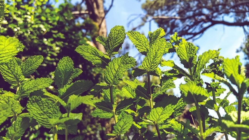 No olives tener una planta de menta en tu casa