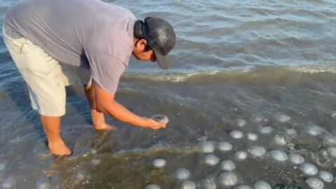 Alfombra viviente: sorprenden miles de medusas en playa de Xadani en Oaxaca