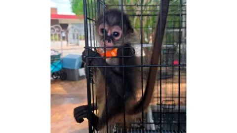 Aseguran mono araña en tianguis y un jaguar en cautiverio en Mérida; investigan tráfico ilegal de fauna
