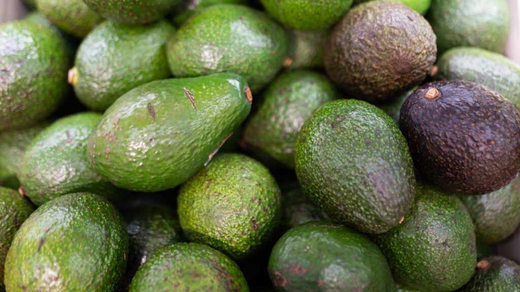 ¡No hay un solo tipo de aguacate! ¿Cuál es la diferencia entre el Hass, el criollo y el fuerte?