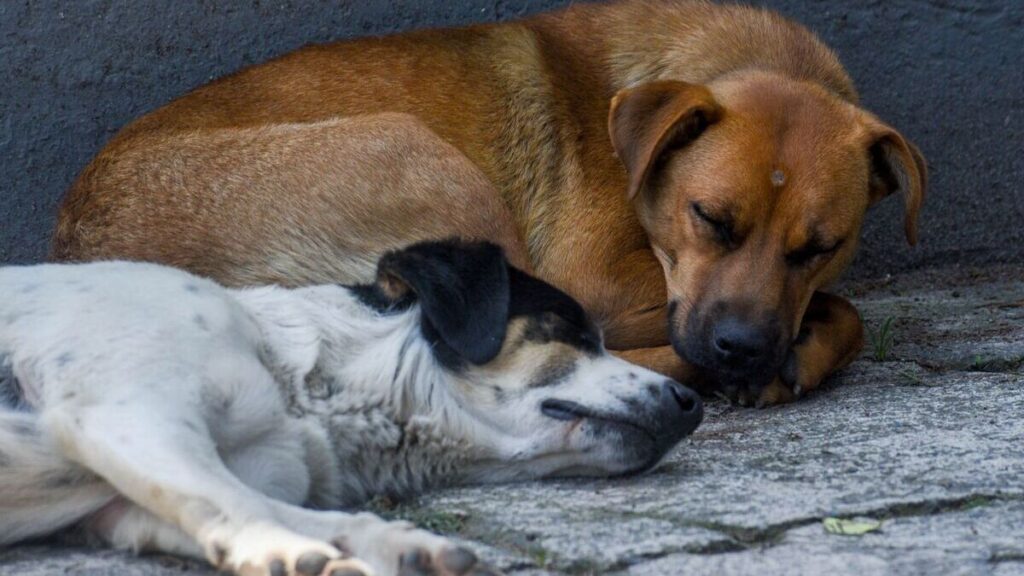 Un perro en CDMX con gusano barrenador: panorama general