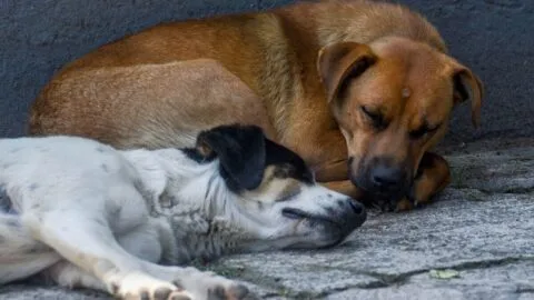 México registra más de 400 casos activos de gusano barrenador en perros: ve los estados más afectados