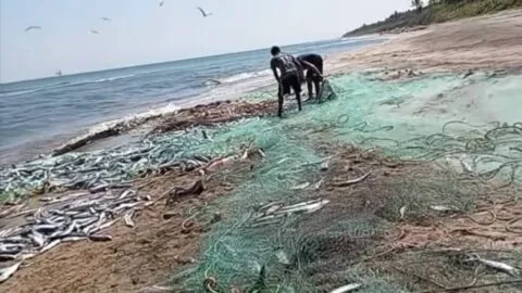 Pescadores de Cárdenas, Tabasco, sin poder vender pescados tras derrame
