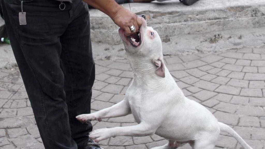 Perro Pitbull ataca dos veces a mujer en CDMX