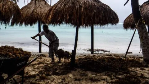 Greenpeace detecta vacíos e inconsistencias en el proyecto “Perfect Day”, en Mahahual
