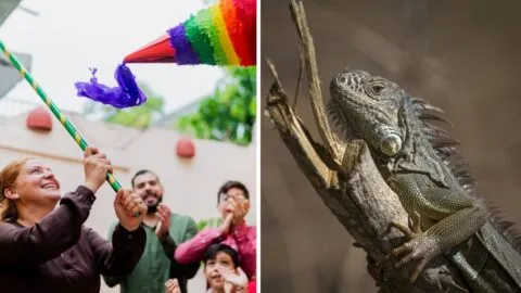 ¡Indignante! Rompen piñatas llenas de iguanas vivas en Yucatán