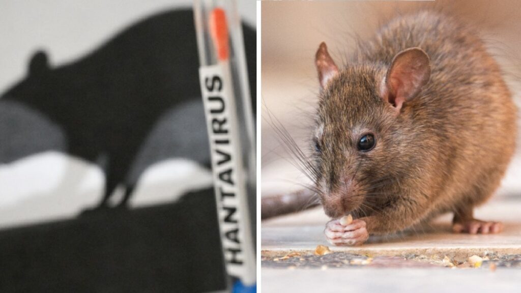 Argentina reporta 41 casos de hantavirus, según portal oficial. Foto: AFP/Getty