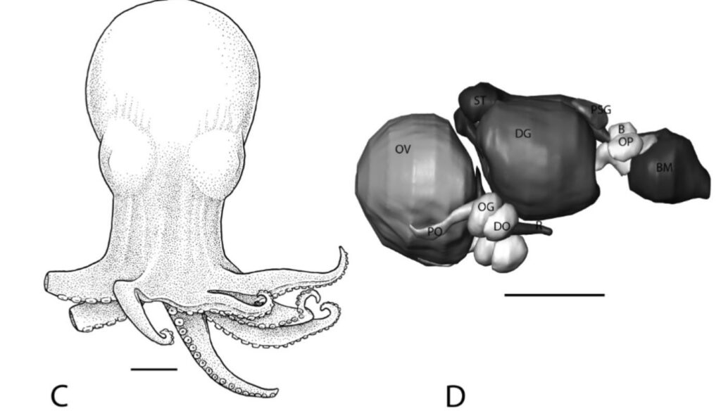 pulpo azul estudio