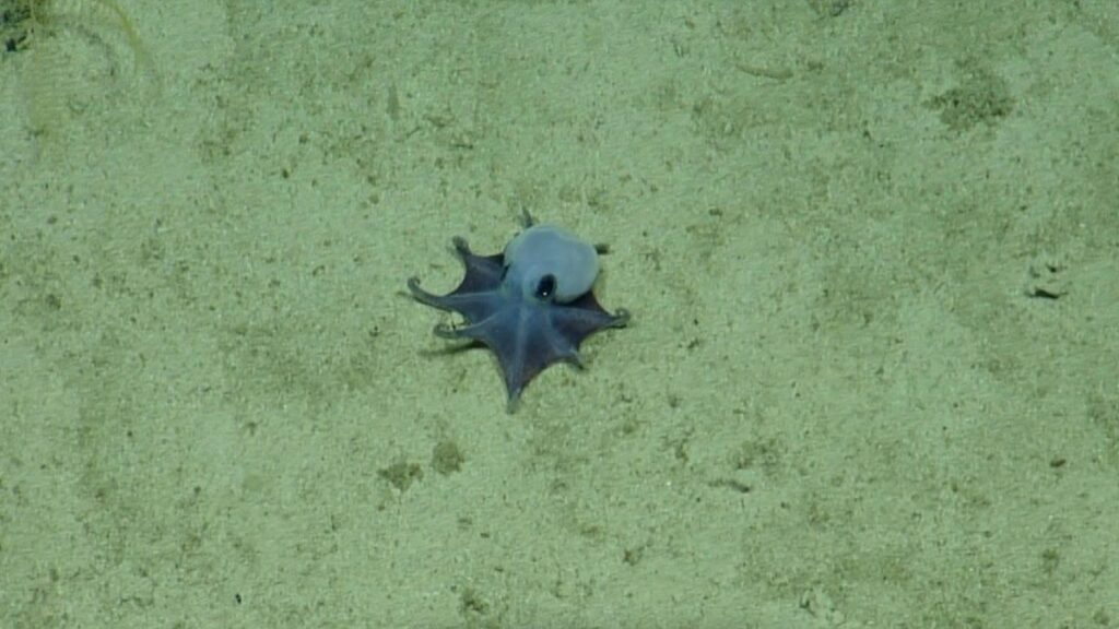 Pulpo Bola De Beis Ball