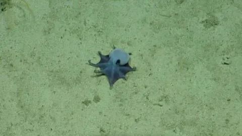 ¡Milagro en el fondo del mar! Descubren un raro pulpo azul del tamaño de una pelota de golf en las Galápagos
