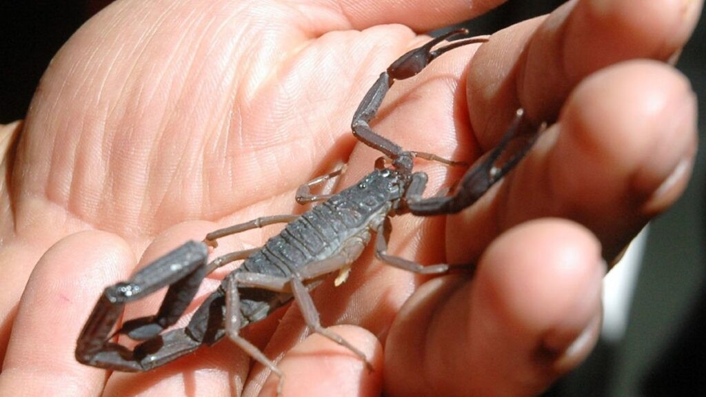 Los alacranes pueden esconderse en los zapatos.