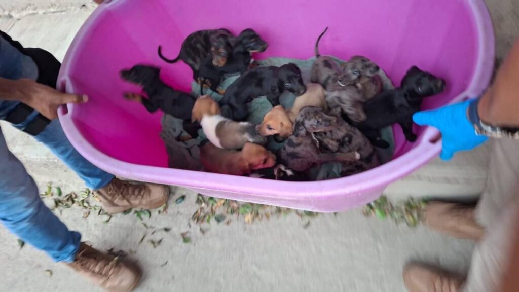 Rescatan 127 perros y gatos tras cateos en Marcos Castellanos.