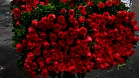 Flores para mamá: bajan de precio las rosas pero suben los tulipanes