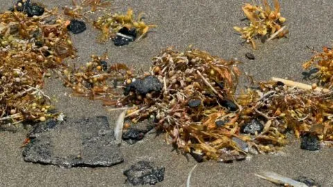 Mal tiempo arrastra sargazo y “chapopote” a playas de Coatzacoalcos, Veracruz