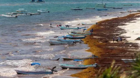 Sargazo invade Quintana Roo; activan alerta “excesiva” por 70 mil toneladas