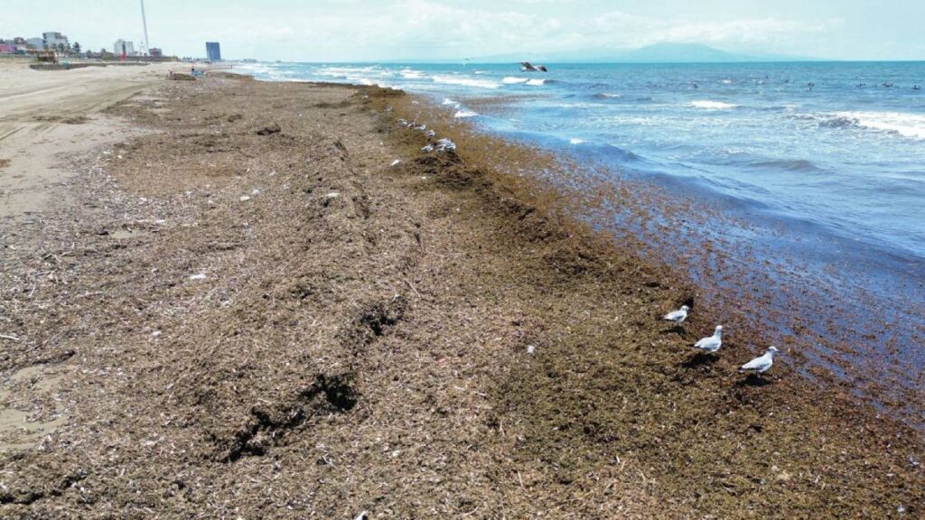 Sargazo pinta de café algunos puntos en Coatzacoalcos.