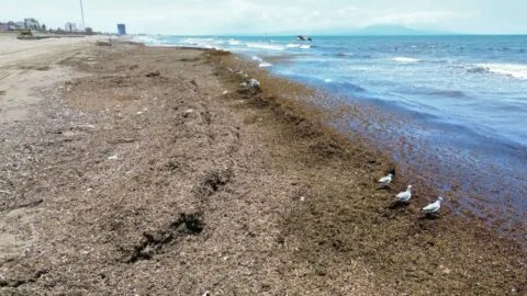 Sorprende arribazón de sargazo: el mar se pinta de café en algunos puntos de Coatzacoalcos